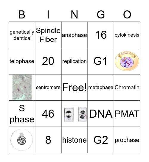 Mitosis Bingo Card