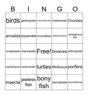 Animal Phylum Bingo Card