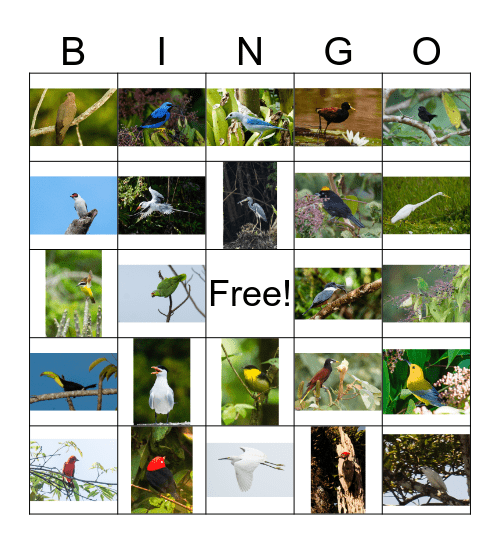 Tranquilo Bay Bird Bingo Card
