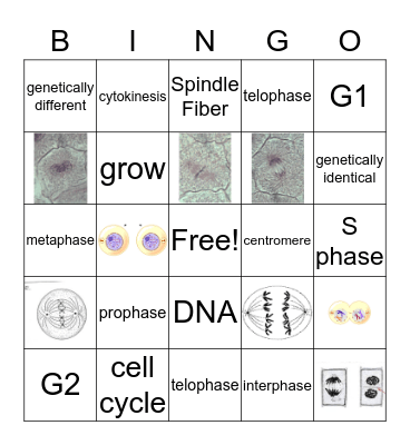 Mitosis Bingo Card