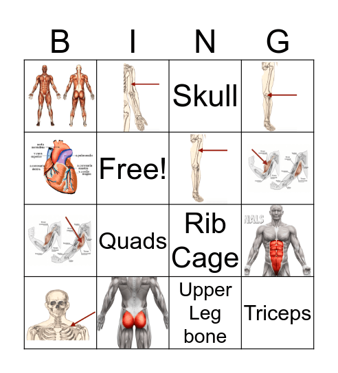 Skeleton and Muscles for Red and Blue Group Bingo Card