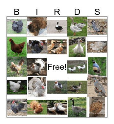 Poultry Party Bingo Card