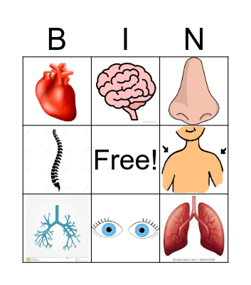 Unit 3: Our body Bingo Card