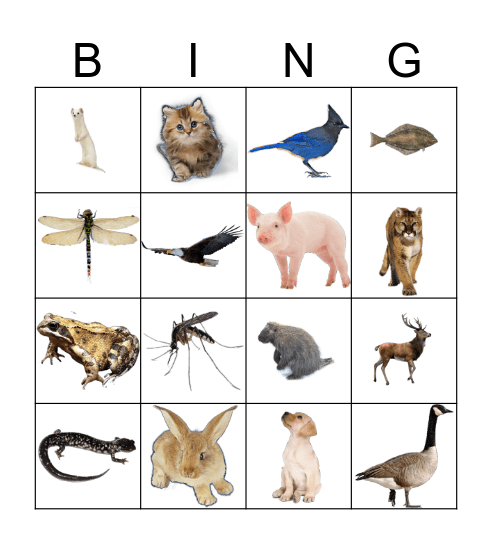 Animals Bingo Card