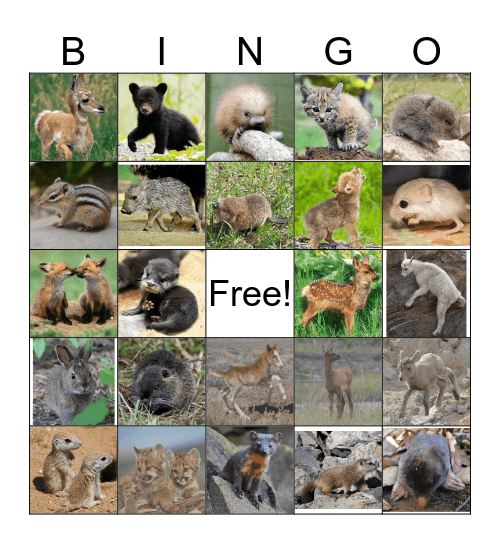 Nevada Mammals Bingo Card