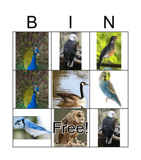 bird bingo Card