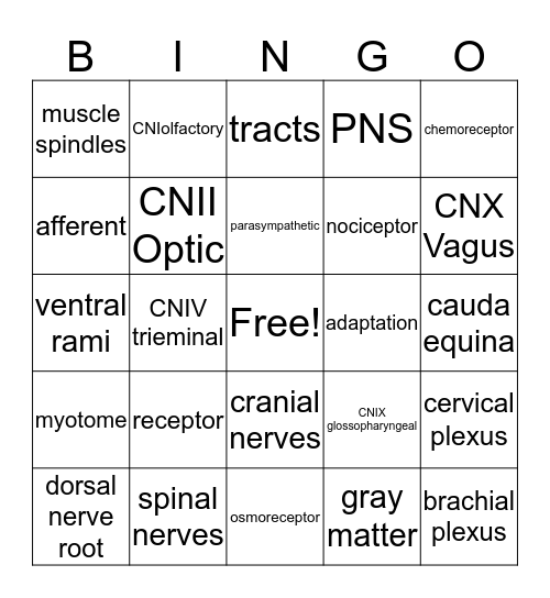 Nervous System Bingo Card