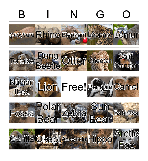 San Diego Zoo Bingo Card