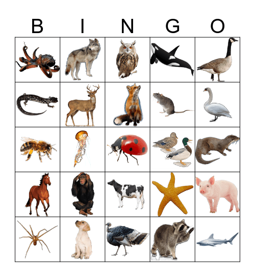 Animals Bingo Card