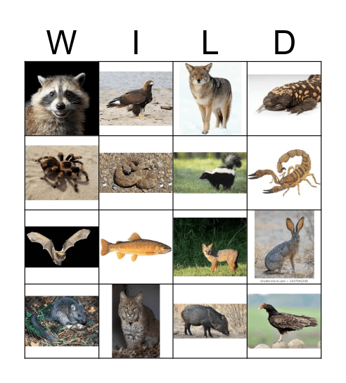 Wild Bingo Card