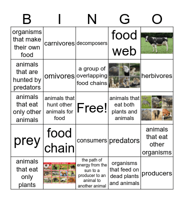 Food Chains and Food Webs Bingo Card