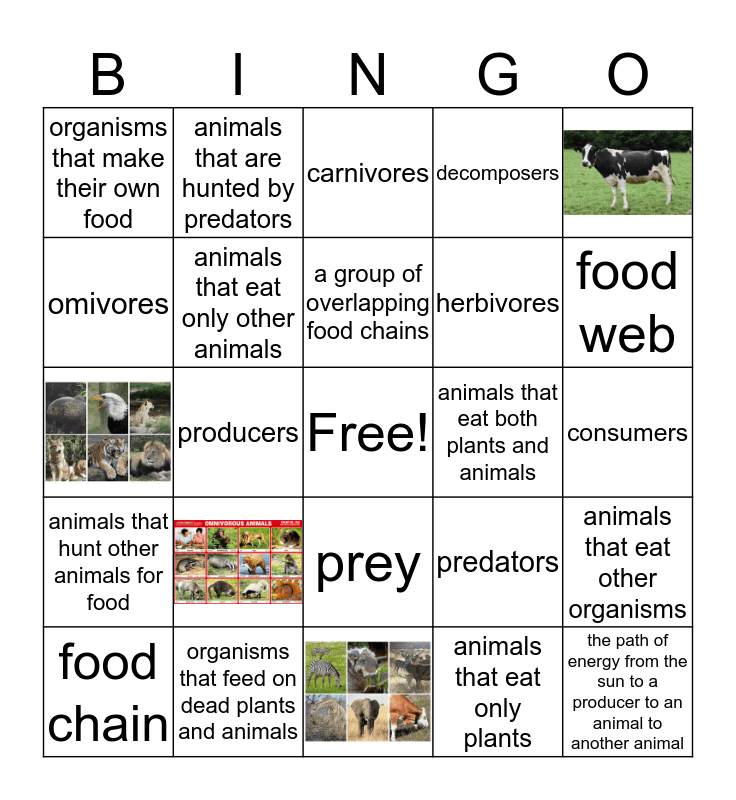 Food Chains and Food Webs Bingo Card
