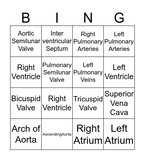 Anatomy  Bingo Card