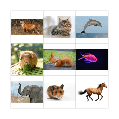 Animals Bingo Card