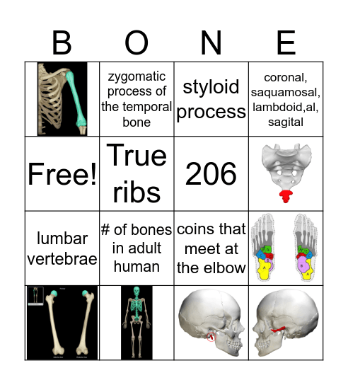 Skeletal System by Micaela Bingo Card