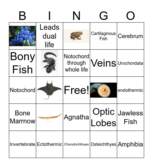 Phylum Chordata  Bingo Card