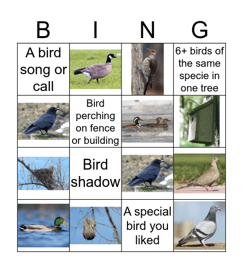 Birdingo Bingo Card