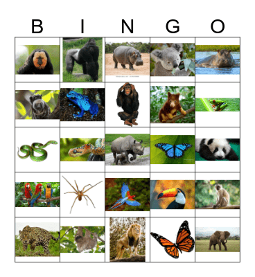 Animal Bingo Card