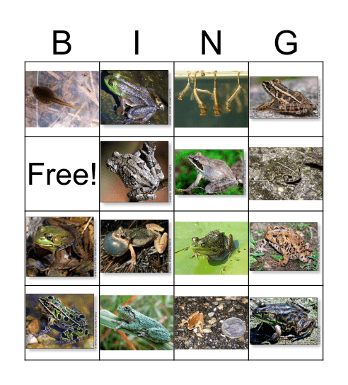 Frog Bingo! Bingo Card