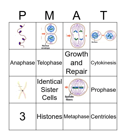 Mitosis Bingo Card