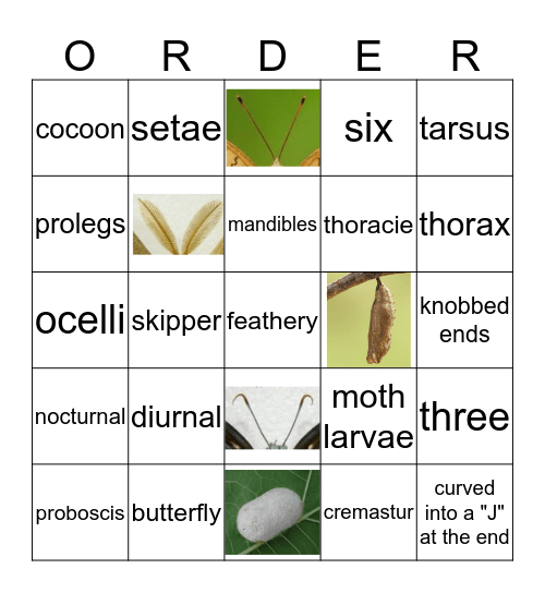 Lepidoptera Bingo Card