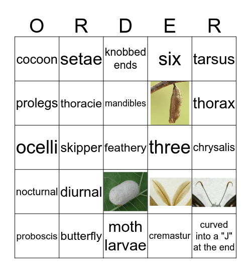 Lepidoptera Bingo Card