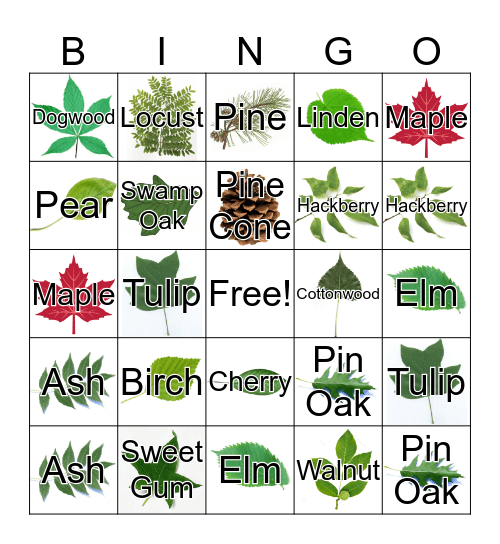 Great Plains Tree Care Leaf Search Bingo Card