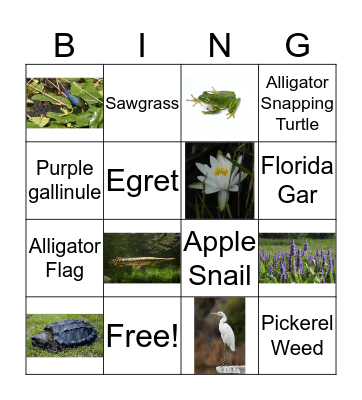 Everglades plants and animals Bingo Card