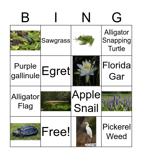 Everglades plants and animals Bingo Card
