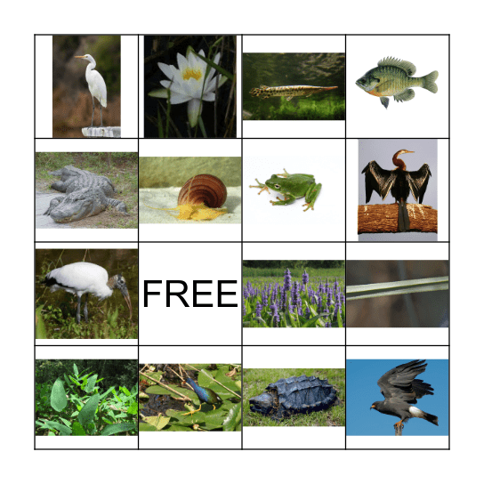 Everglades Animals and Plants Bingo Card