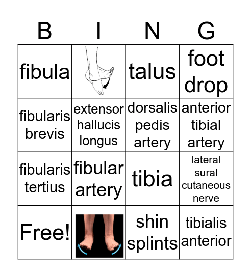 Anterior and Lateral Leg Bingo Card