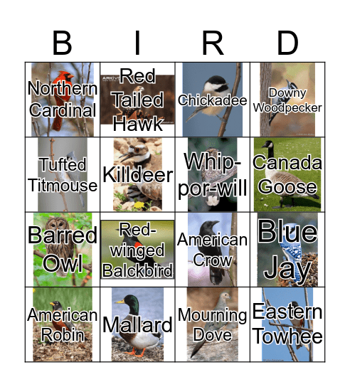 Bird Song Bingo Card