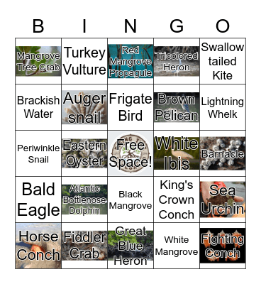 RTE Explorer Academy - Estuary Edition Bingo Card