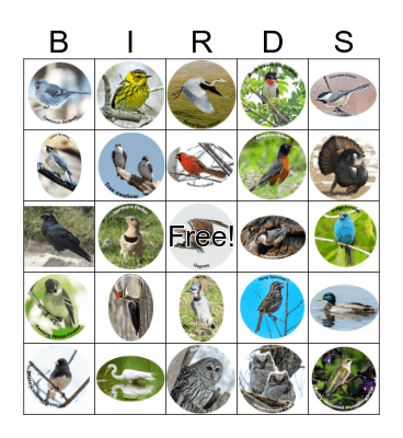 Birdie Bingo Card