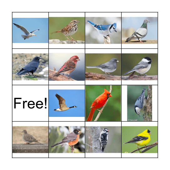 Backyard Bird Bingo Card