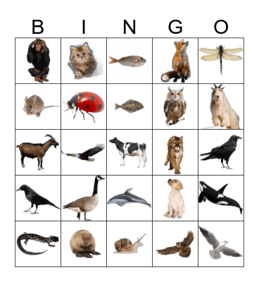 Animals Bingo Card