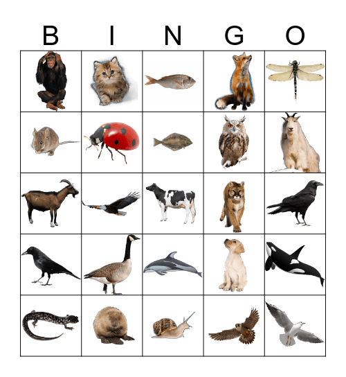 Animals Bingo Card
