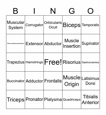 Muscular System Bingo Card
