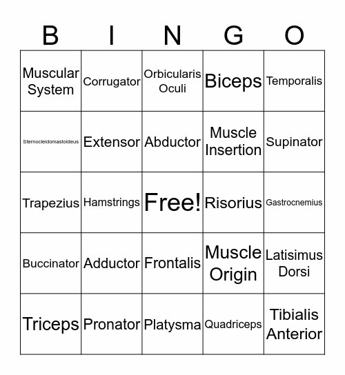 Muscular System Bingo Card