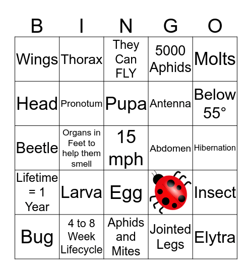 Ladybugs Bingo Card