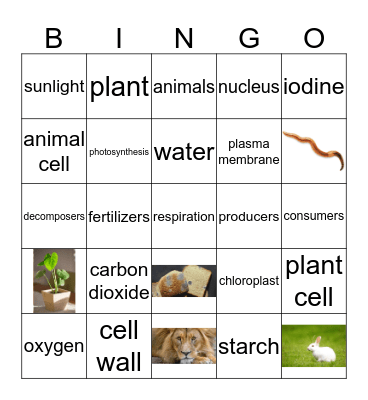 photosynthesis process Bingo Card