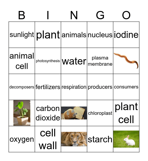 photosynthesis process Bingo Card