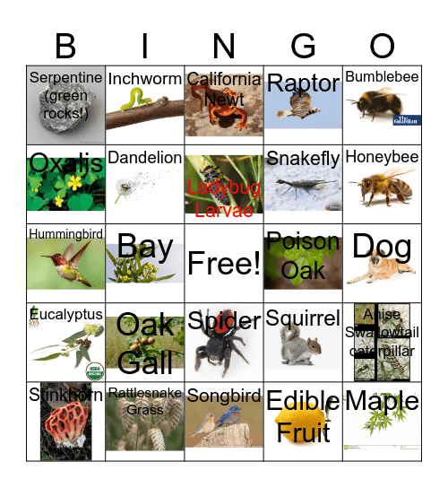 Nature Walk Fun Bingo Card