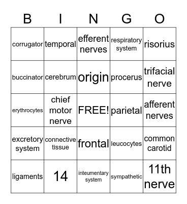 anatomy chapter 5 Bingo Card