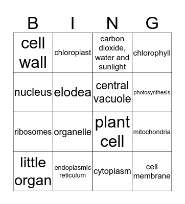 Plant Cells Bingo Card