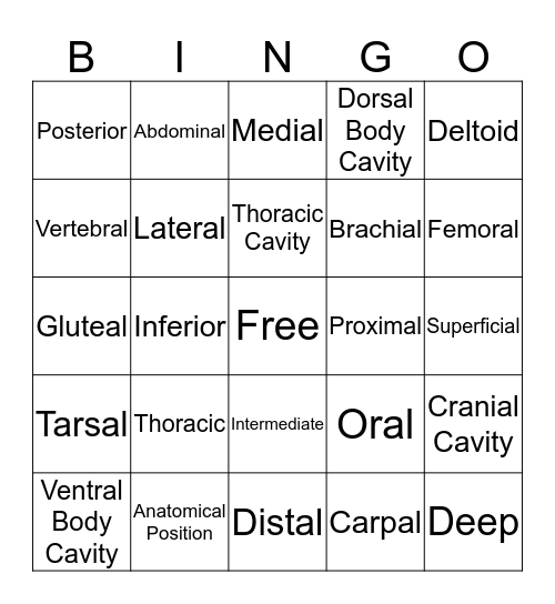 Anatomy Language Bingo Card