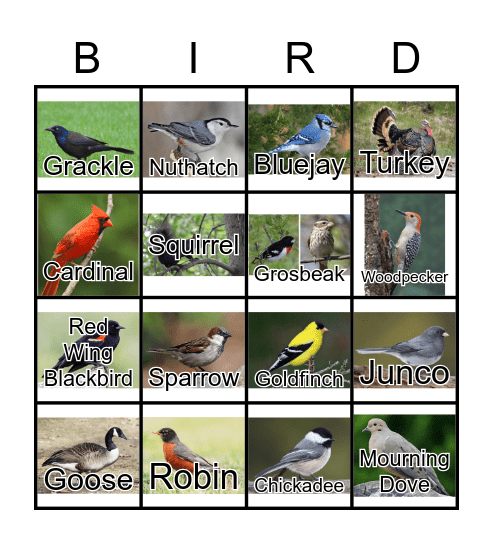 Bird Bingo Card