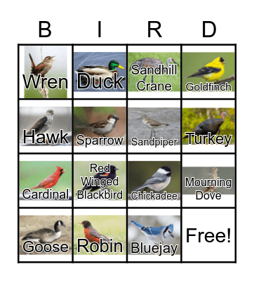 Bird Bingo Card