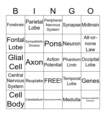 Brain and Nervous System Bingo Card