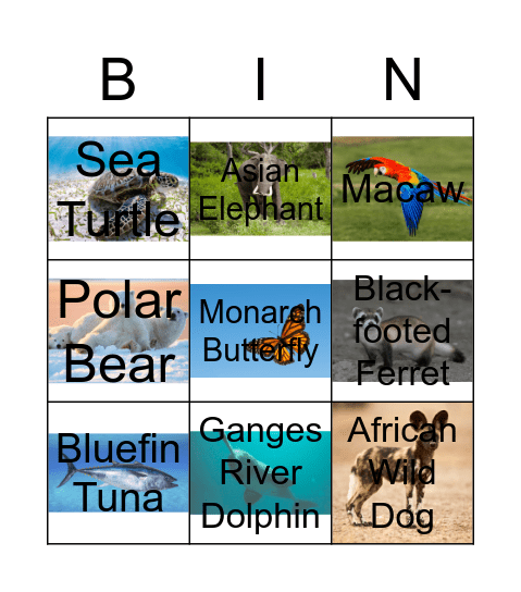 Endangered Species Bingo Card